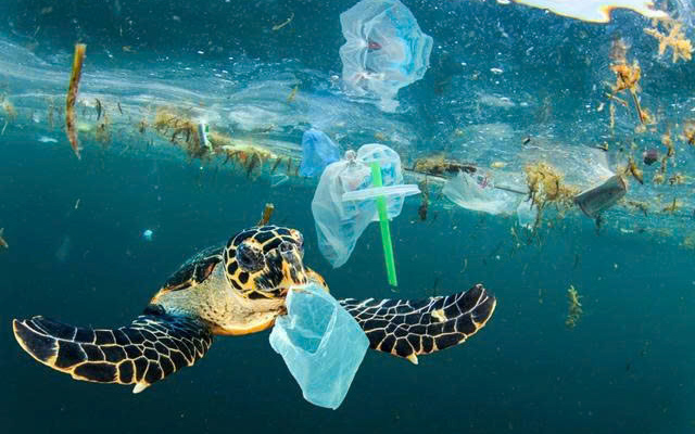 Sinh vật biển nuốt phải bao bì nhựa. Nguồn: CafeF